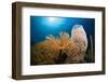 Fan Worm (Spirographis Spallanzanii), Tube Sponge, and Brain Coral on a Coral Reef-Reinhard Dirscherl-Framed Photographic Print