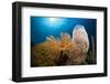 Fan Worm (Spirographis Spallanzanii), Tube Sponge, and Brain Coral on a Coral Reef-Reinhard Dirscherl-Framed Photographic Print