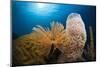 Fan Worm (Spirographis Spallanzanii), Tube Sponge, and Brain Coral on a Coral Reef-Reinhard Dirscherl-Mounted Photographic Print