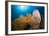 Fan Worm (Spirographis Spallanzanii), Tube Sponge, and Brain Coral on a Coral Reef-Reinhard Dirscherl-Framed Photographic Print