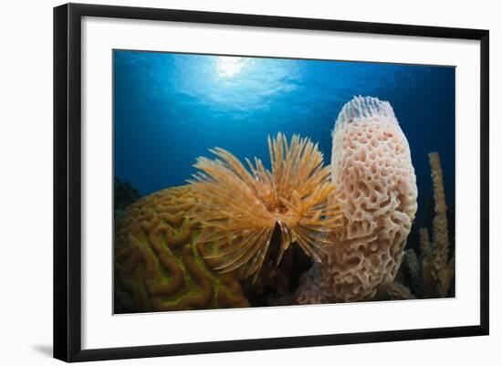 Fan Worm (Spirographis Spallanzanii), Tube Sponge, and Brain Coral on a Coral Reef-Reinhard Dirscherl-Framed Photographic Print