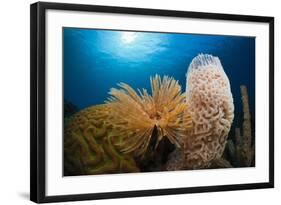 Fan Worm (Spirographis Spallanzanii), Tube Sponge, and Brain Coral on a Coral Reef-Reinhard Dirscherl-Framed Photographic Print