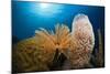 Fan Worm (Spirographis Spallanzanii), Tube Sponge, and Brain Coral on a Coral Reef-Reinhard Dirscherl-Mounted Photographic Print