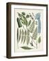 Fanciful Ferns IV-Unknown-Framed Art Print