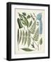 Fanciful Ferns IV-Unknown-Framed Art Print