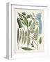 Fanciful Ferns IV-Unknown-Framed Art Print