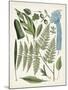 Fanciful Ferns IV-Unknown-Mounted Art Print