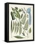 Fanciful Ferns IV-Unknown-Framed Stretched Canvas