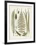 Fanciful Ferns V-Unknown-Framed Art Print