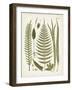 Fanciful Ferns V-Unknown-Framed Art Print