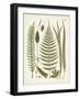 Fanciful Ferns V-Unknown-Framed Art Print