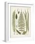 Fanciful Ferns V-Unknown-Framed Art Print