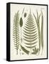 Fanciful Ferns V-Unknown-Framed Stretched Canvas