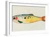 Fanciful Fish I-Victoria Barnes-Framed Art Print