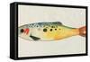 Fanciful Fish I-Victoria Barnes-Framed Stretched Canvas