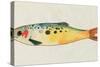 Fanciful Fish I-Victoria Barnes-Stretched Canvas