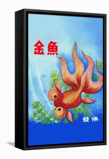 Fancy Bubble Eye Goldfish-null-Framed Stretched Canvas