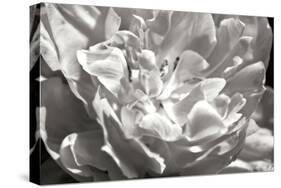 Fancy Flower I-Alan Hausenflock-Stretched Canvas