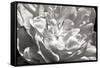 Fancy Flower I-Alan Hausenflock-Framed Stretched Canvas