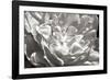 Fancy Flower I-Alan Hausenflock-Framed Photographic Print