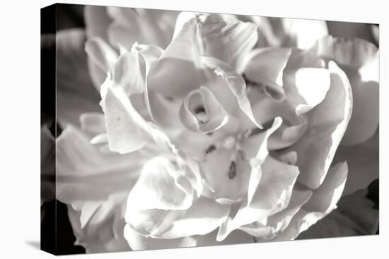 Fancy Flower II-Alan Hausenflock-Stretched Canvas