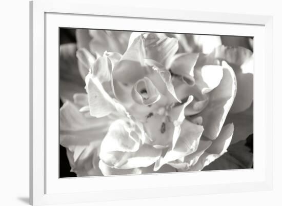 Fancy Flower II-Alan Hausenflock-Framed Photographic Print