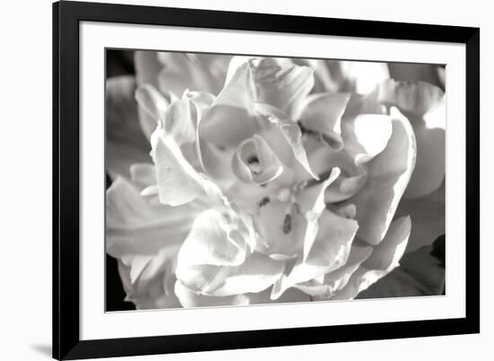 Fancy Flower II-Alan Hausenflock-Framed Photographic Print