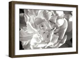 Fancy Flower II-Alan Hausenflock-Framed Photographic Print