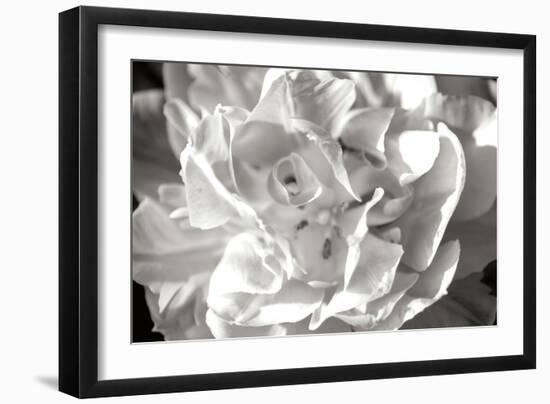 Fancy Flower II-Alan Hausenflock-Framed Photographic Print