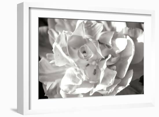 Fancy Flower II-Alan Hausenflock-Framed Photographic Print