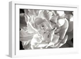 Fancy Flower II-Alan Hausenflock-Framed Photographic Print