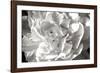 Fancy Flower II-Alan Hausenflock-Framed Photographic Print