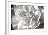 Fancy Flower II-Alan Hausenflock-Framed Photographic Print