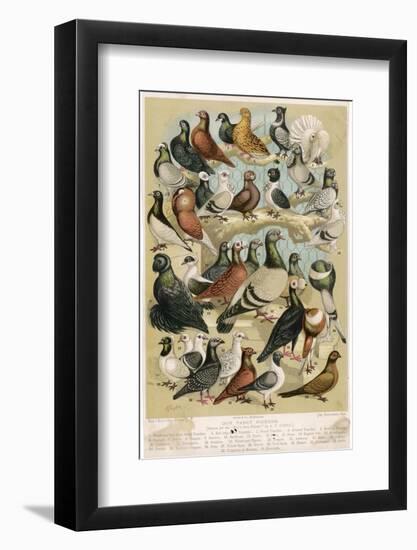 Fancy Pigeon Breeds-A.f. Lydon-Framed Photographic Print