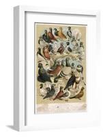 Fancy Pigeon Breeds-A.f. Lydon-Framed Photographic Print