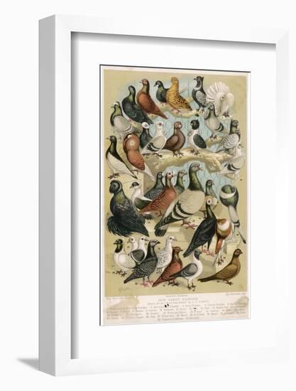 Fancy Pigeon Breeds-A.f. Lydon-Framed Photographic Print