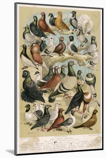 Fancy Pigeon Breeds-A.f. Lydon-Mounted Photographic Print
