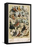 Fancy Pigeon Breeds-A.f. Lydon-Framed Stretched Canvas