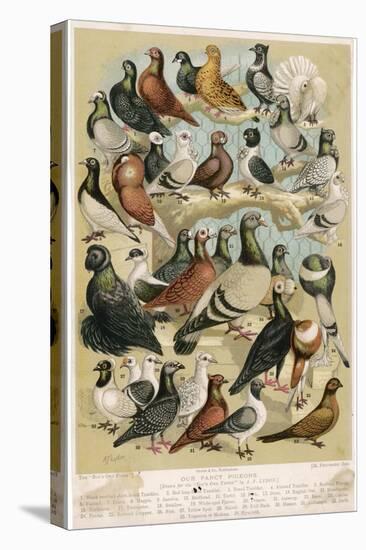 Fancy Pigeon Breeds-A.f. Lydon-Stretched Canvas