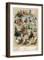 Fancy Pigeon Breeds-A.f. Lydon-Framed Photographic Print