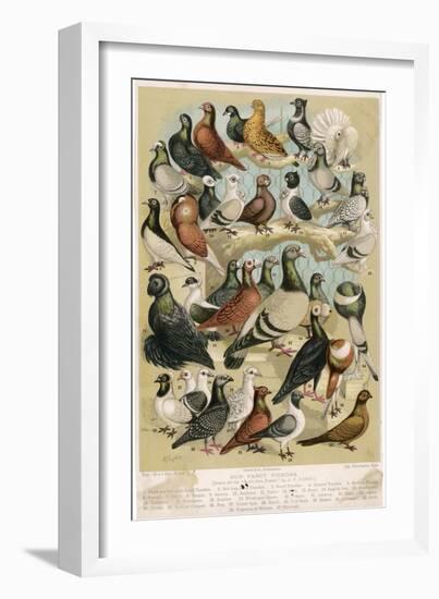 Fancy Pigeon Breeds-A.f. Lydon-Framed Photographic Print