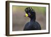 Fancy Plume-Staffan Widstrand-Framed Giclee Print