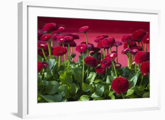 Fancy Red English Daisies-Anna Miller-Framed Photographic Print