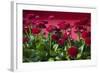 Fancy Red English Daisies-Anna Miller-Framed Photographic Print