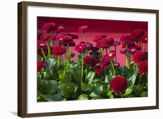 Fancy Red English Daisies-Anna Miller-Framed Photographic Print