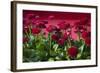 Fancy Red English Daisies-Anna Miller-Framed Photographic Print