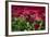 Fancy Red English Daisies-Anna Miller-Framed Photographic Print