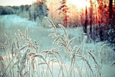 Winter Landscape.Winter Scene .Frozenned Flower-Fanfo-Photographic Print