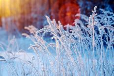 Winter Landscape.Winter Scene .Frozenned Flower-Fanfo-Photographic Print