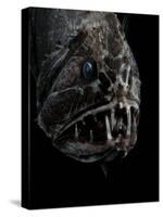 Fangtooth, Bathypelagic Fish (Anoplogaster Cornuta), Deep Sea Atlantic Ocean-David Shale-Stretched Canvas